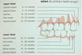 兒童牙醫-開始長牙齒